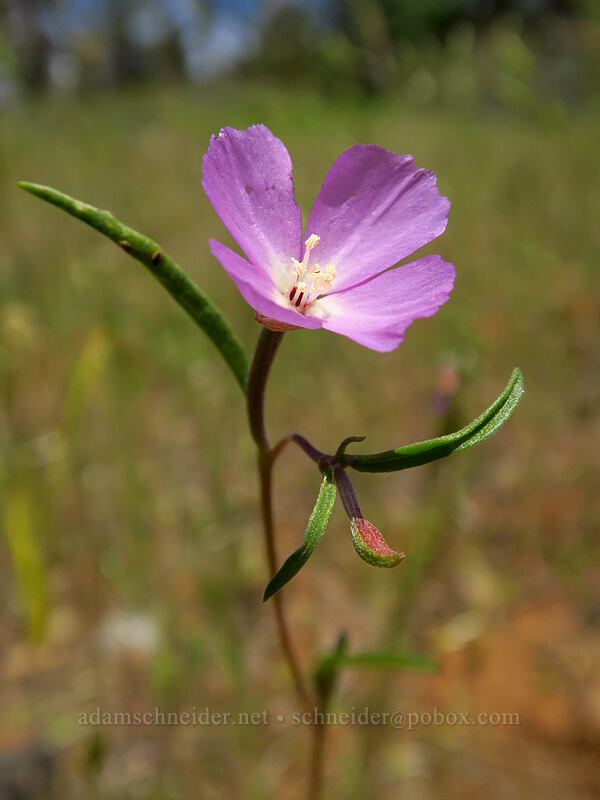 slender clarkia (Clarkia gracilis) [Brooks Memorial State Park, Klickitat County, Washington]