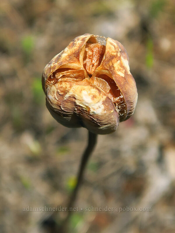 yellow bells seed-pod (Fritillaria pudica) [Brooks Memorial State Park, Klickitat County, Washington]