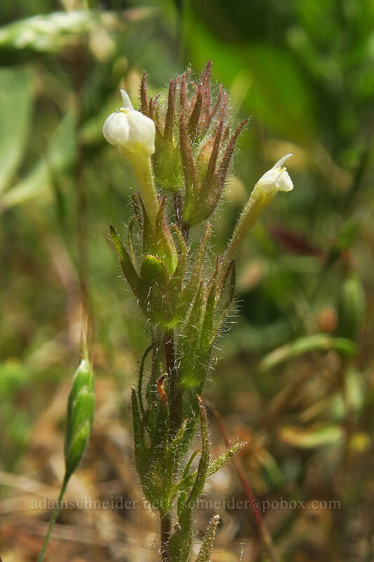 hairy paintbrush/owl's-clover (Castilleja tenuis (Orthocarpus hispidus)) [Brooks Memorial State Park, Klickitat County, Washington]