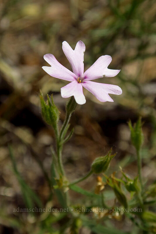 showy phlox (Phlox speciosa) [Brooks Memorial State Park, Klickitat County, Washington]