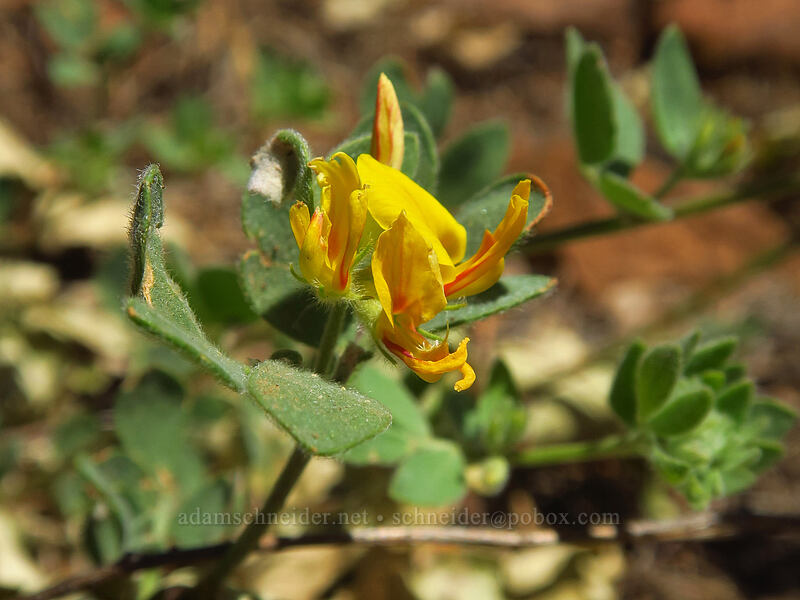 Nevada deer-vetch (Acmispon nevadensis (Acmispon decumbens) (Lotus nevadensis)) [Brooks Memorial State Park, Klickitat County, Washington]