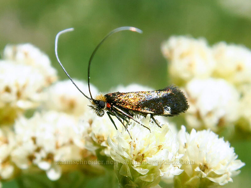 fairy moth on wood-rush pussy-toes (Adela flammeusella, Antennaria luzuloides) [Brooks Memorial State Park, Klickitat County, Washington]