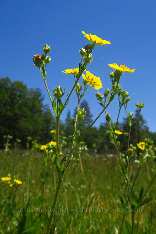 slender cinquefoil (Potentilla gracilis) [Brooks Memorial State Park, Klickitat County, Washington]