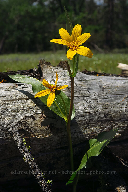 northern mule's-ears (Wyethia amplexicaulis) [Brooks Memorial State Park, Klickitat County, Washington]