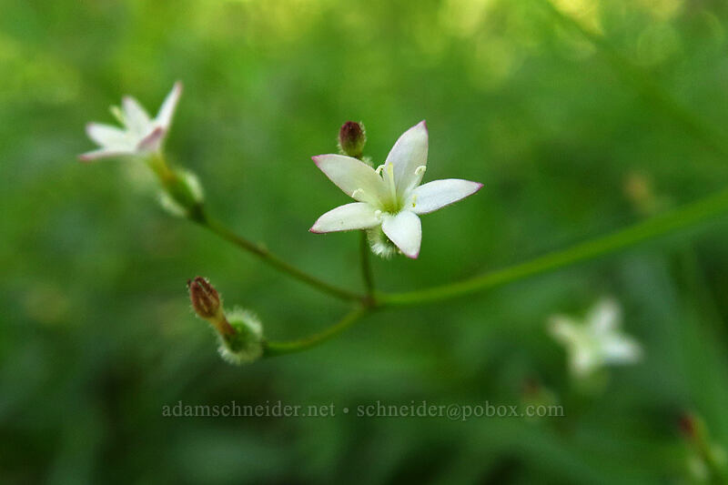 milk kelloggia (Kelloggia galioides) [Brooks Memorial State Park, Klickitat County, Washington]