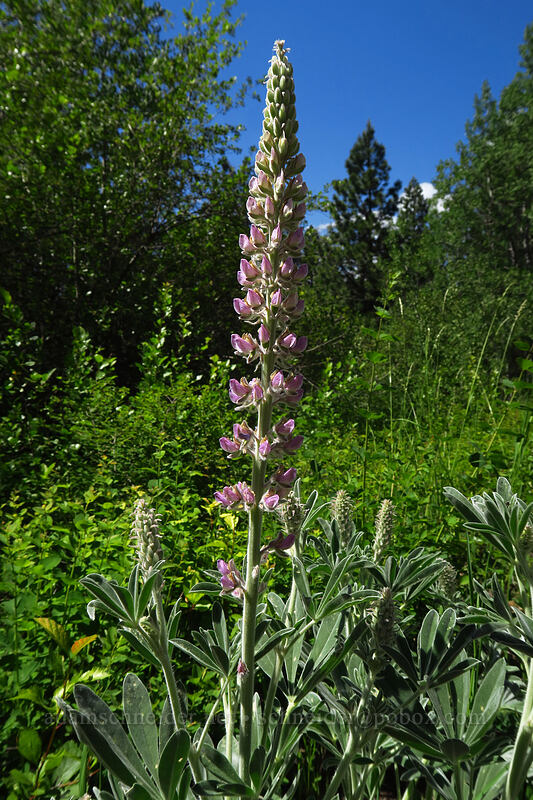 velvet lupine (Lupinus leucophyllus) [Brooks Memorial State Park, Klickitat County, Washington]