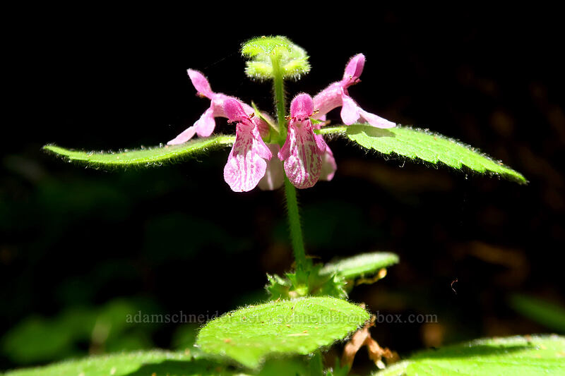 Mexican hedge-nettle (Stachys mexicana) [Cascade Head Trail, Tillamook County, Oregon]