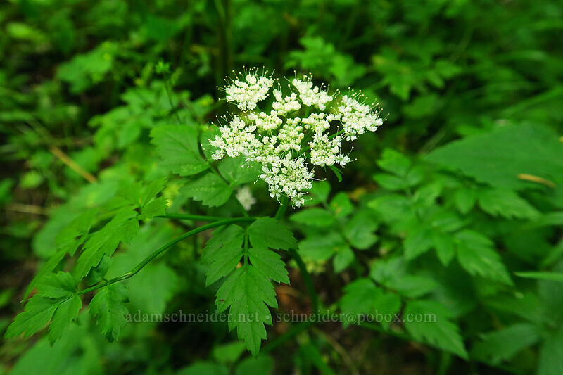 Pacific water-parsley (Oenanthe sarmentosa) [Cascade Head Trail, Tillamook County, Oregon]