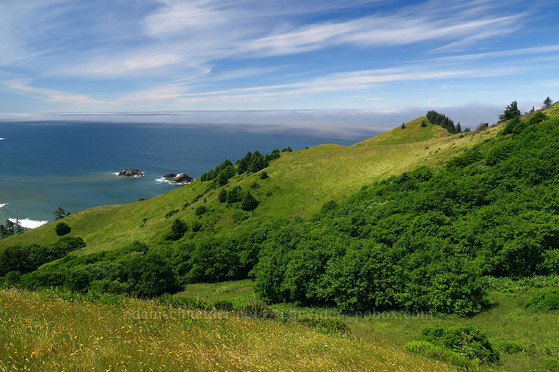 Cascade Head [Cascade Head Trail, Tillamook County, Oregon]
