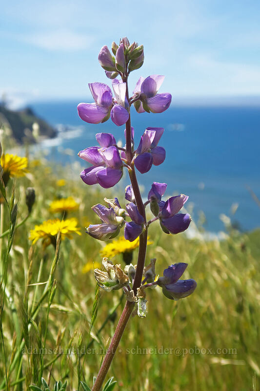 seashore lupine (Lupinus littoralis) [Cascade Head Trail, Tillamook County, Oregon]