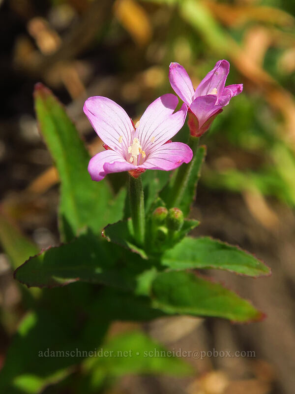 willow-herb (Epilobium ciliatum) [Cascade Head Trail, Tillamook County, Oregon]