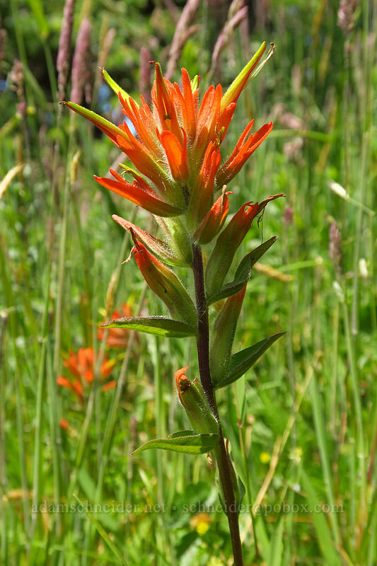 paintbrush (Castilleja sp.) [Cascade Head Trail, Tillamook County, Oregon]