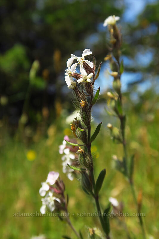 common catchfly (Silene gallica) [Cascade Head Trail, Tillamook County, Oregon]
