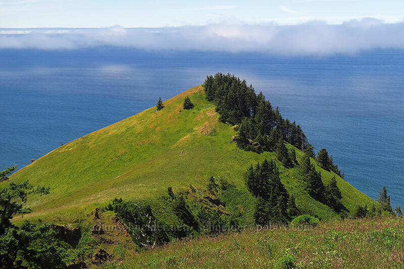 Cascade Head [Cascade Head Trail, Tillamook County, Oregon]