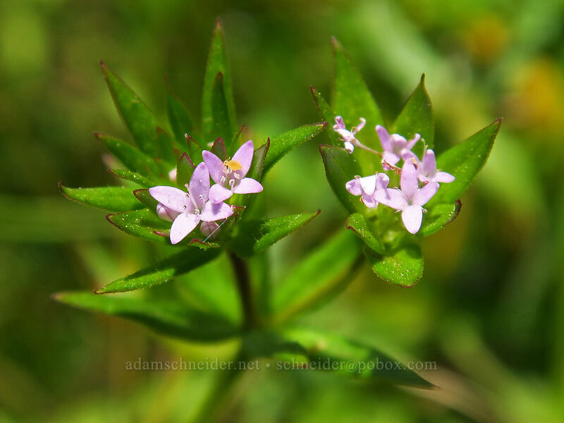 field madder (Sherardia arvensis) [Cascade Head Trail, Tillamook County, Oregon]
