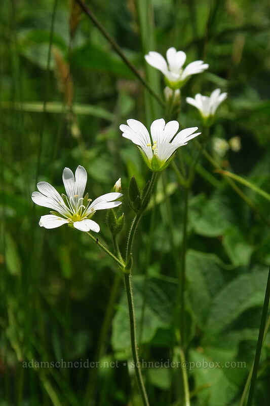 field chickweed (Cerastium arvense) [Cascade Head Trail, Tillamook County, Oregon]
