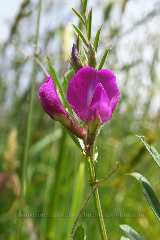 common vetch (Vicia sativa) [Cascade Head Trail, Tillamook County, Oregon]