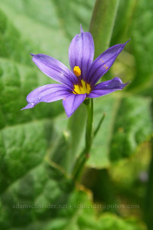 blue-eyed grass (Sisyrinchium idahoense) [Cascade Head Trail, Tillamook County, Oregon]