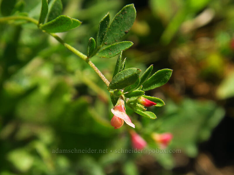 small-flowered deer-vetch (Acmispon parviflorus (Lotus micranthus)) [Cascade Head Trail, Tillamook County, Oregon]
