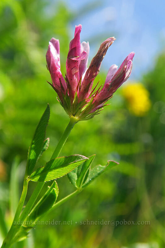 white-tip clover (Trifolium variegatum) [Cascade Head Trail, Tillamook County, Oregon]