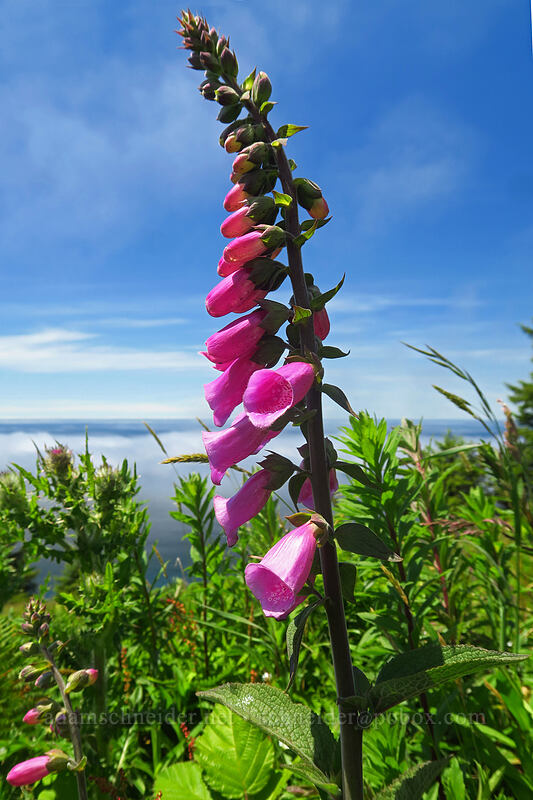 foxglove (Digitalis purpurea) [Cascade Head Trail, Tillamook County, Oregon]