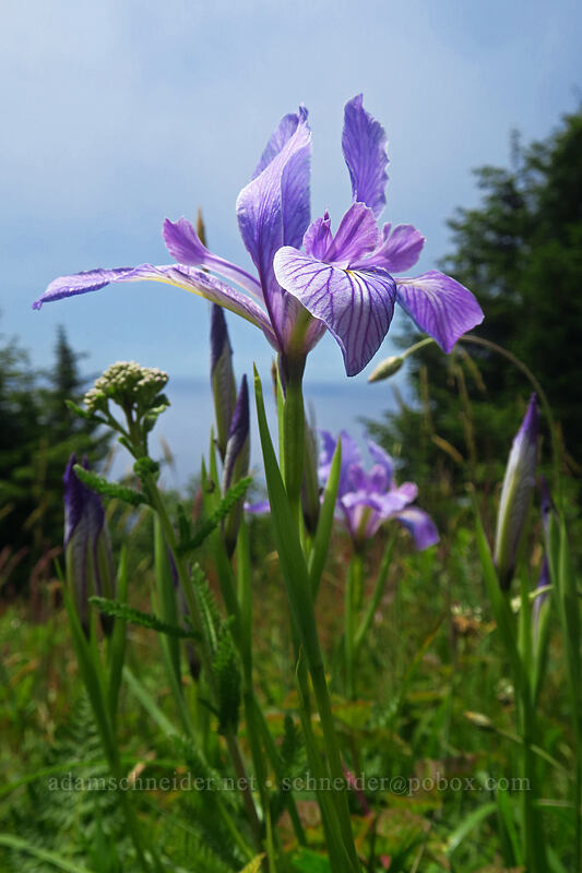 Oregon iris (Iris tenax) [Cascade Head Trail, Tillamook County, Oregon]