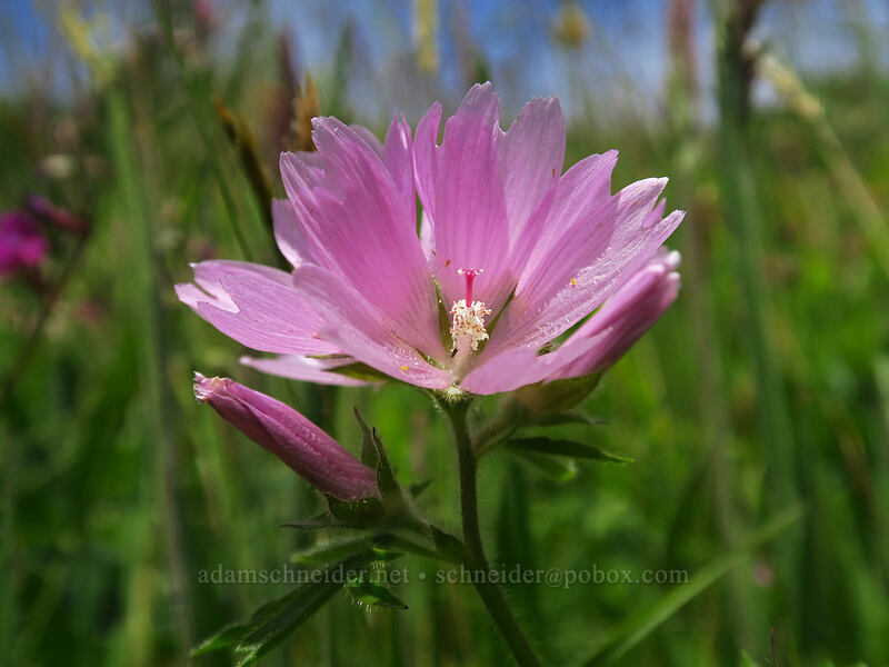 hairy-stem checker-mallow (Sidalcea hirtipes) [Cascade Head Trail, Tillamook County, Oregon]