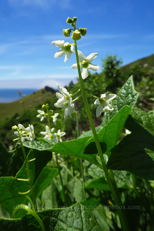 coastal manroot (Marah oregana (Marah oreganus)) [Cascade Head Trail, Tillamook County, Oregon]