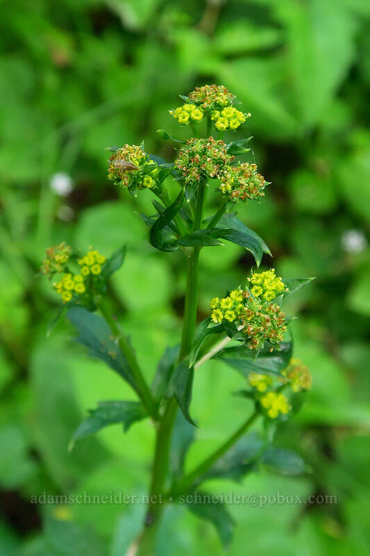 Pacific sanicle (Sanicula crassicaulis) [God's Thumb Trail, Lincoln City, Lincoln County, Oregon]