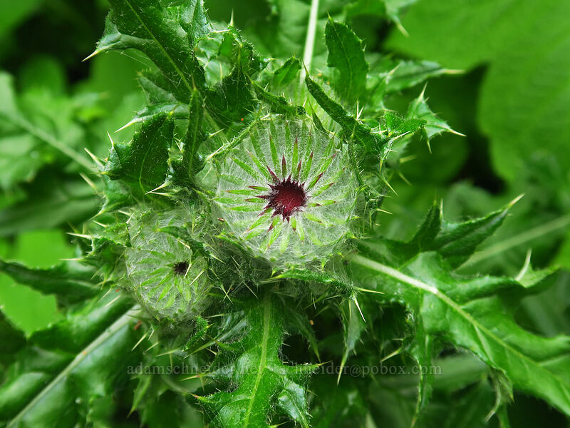 edible thistle (Cirsium edule) [God's Thumb Trail, Siuslaw National Forest, Lincoln County, Oregon]
