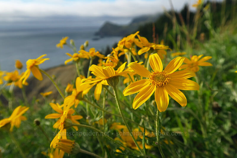 Oregon sunshine (Eriophyllum lanatum) [God's Thumb, Siuslaw National Forest, Lincoln County, Oregon]