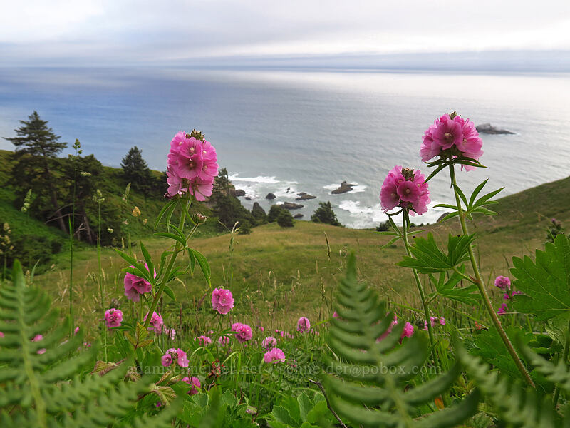 hairy-stem checker-mallow (Sidalcea hirtipes) [God's Thumb, Siuslaw National Forest, Lincoln County, Oregon]