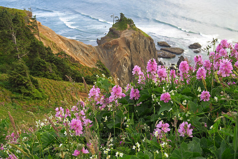 checker-mallow & Road's End Point (Sidalcea hirtipes) [God's Thumb, Siuslaw National Forest, Lincoln County, Oregon]