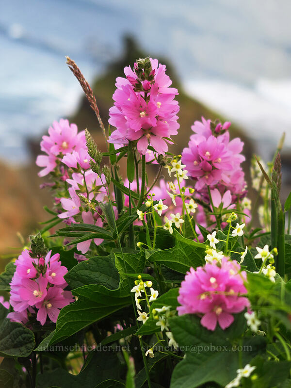 checker-mallow & manroot (Sidalcea hirtipes, Marah oregana (Marah oreganus)) [God's Thumb, Siuslaw National Forest, Lincoln County, Oregon]