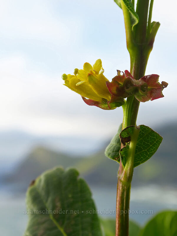 twinberry flowers (Lonicera involucrata) [God's Thumb, Siuslaw National Forest, Lincoln County, Oregon]