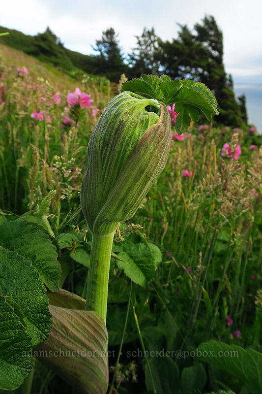 sea-coast angelica (sea-watch) (Angelica lucida) [High Meadow, Siuslaw National Forest, Lincoln County, Oregon]