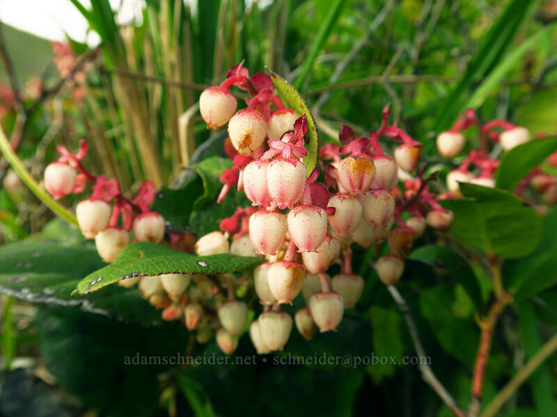 salal flowers (Gaultheria shallon) [High Meadow, Siuslaw National Forest, Lincoln County, Oregon]