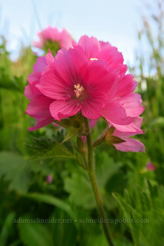 unusually red checker-mallow (Sidalcea hirtipes) [High Meadow, Siuslaw National Forest, Lincoln County, Oregon]
