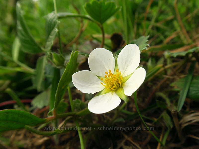 beach strawberry (Fragaria chiloensis) [God's Thumb Trail, Siuslaw National Forest, Lincoln County, Oregon]