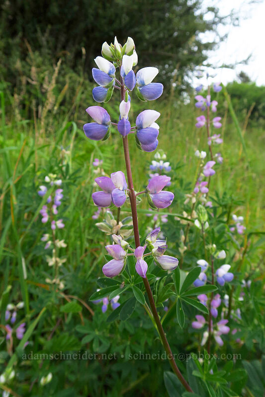 streambank lupine (Lupinus rivularis) [The Knoll, Lincoln City, Lincoln County, Oregon]