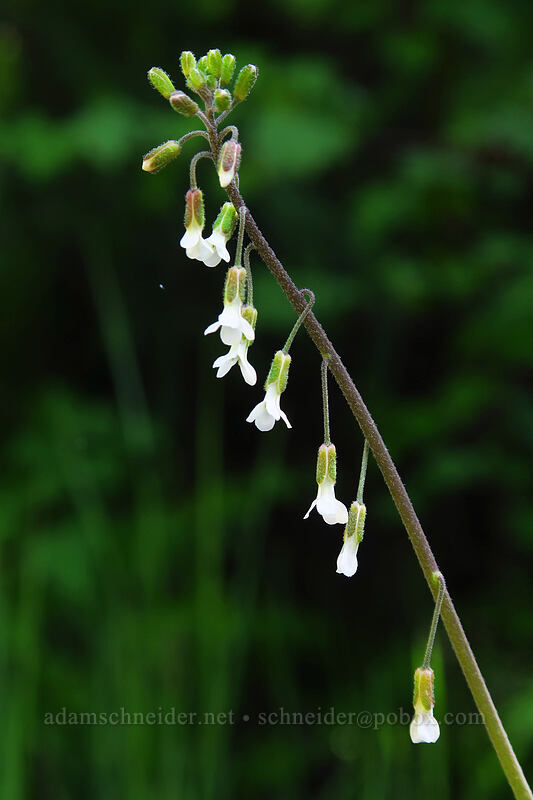 reflexed rock-cress (white) (Boechera retrofracta (Arabis holboellii var. retrofracta)) [Beverly Turnpike Trail, Wenatchee National Forest, Kittitas County, Washington]