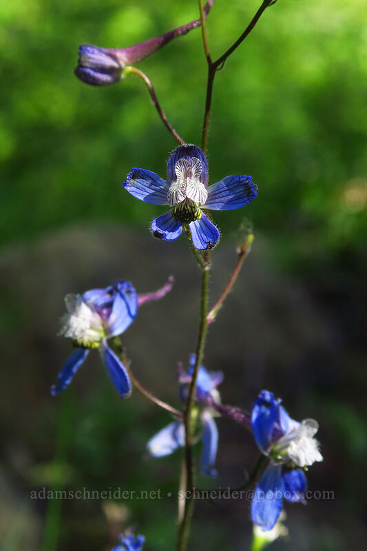 larkspur (Delphinium lineapetalum) [Bean Creek Trail, Wenatchee National Forest, Kittitas County, Washington]