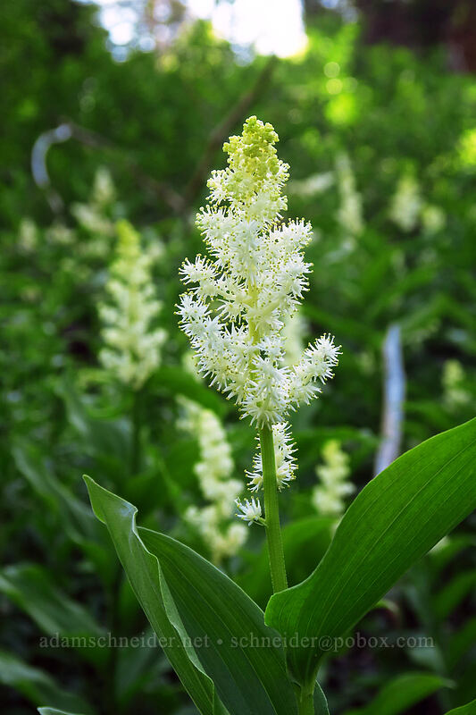 feathery false-solomon's-seal (Maianthemum racemosum ssp. amplexicaule (Smilacina racemosa)) [Bean Creek Trail, Wenatchee National Forest, Kittitas County, Washington]