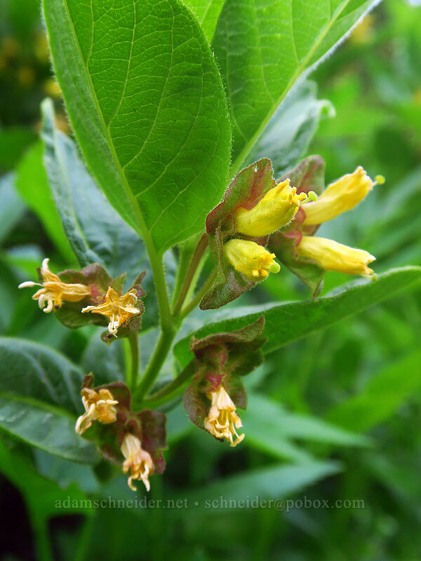 black twin-berry (Lonicera involucrata) [Bean Creek Trail, Wenatchee National Forest, Kittitas County, Washington]