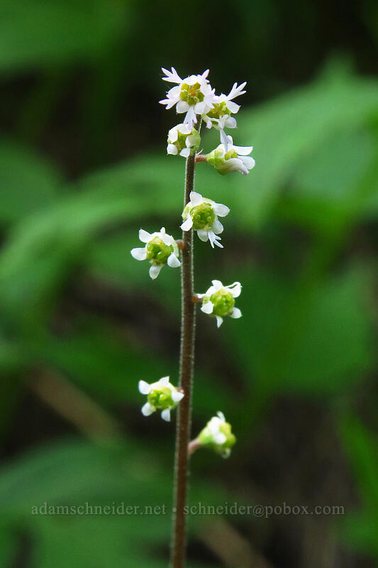 three-tooth mitrewort (Ozomelis trifida (Mitella trifida)) [Bean Creek Trail, Wenatchee National Forest, Kittitas County, Washington]