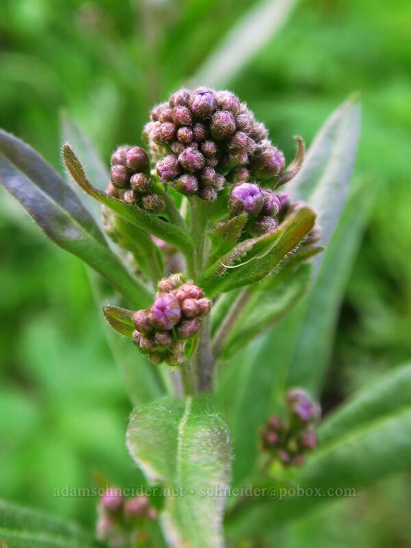 blue stickseed, budding (Hackelia micrantha (Hackelia jessicae)) [Bean Creek Trail, Wenatchee National Forest, Kittitas County, Washington]