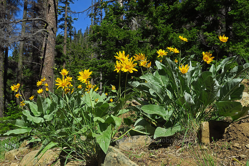 arrow-leaf balsamroot (Balsamorhiza sagittata) [Bean Creek Trail, Wenatchee National Forest, Kittitas County, Washington]