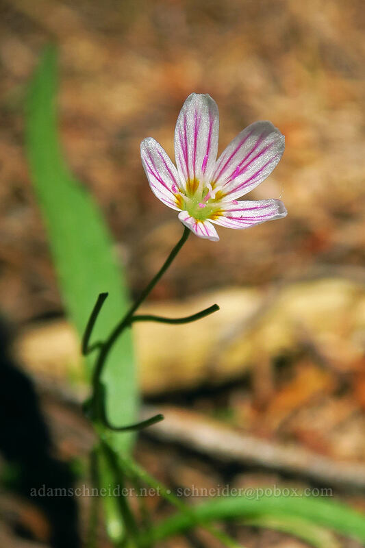 lance-leaf spring-beauty (Claytonia lanceolata) [Bean Creek Trail, Wenatchee National Forest, Kittitas County, Washington]