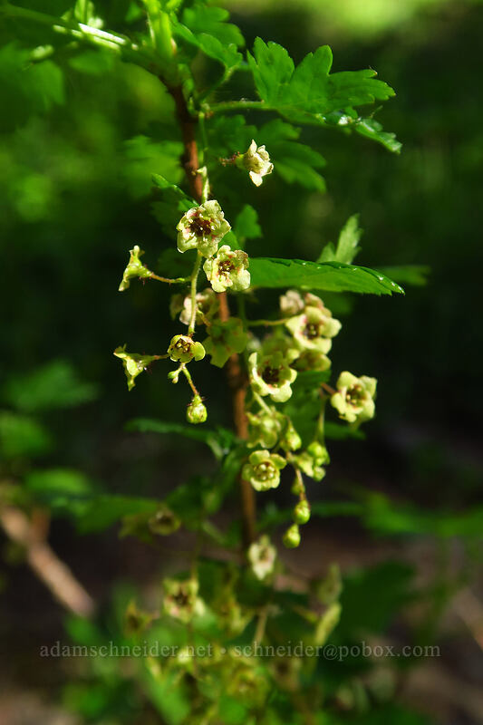 swamp currant flowers (Ribes lacustre) [Bean Creek Trail, Wenatchee National Forest, Kittitas County, Washington]