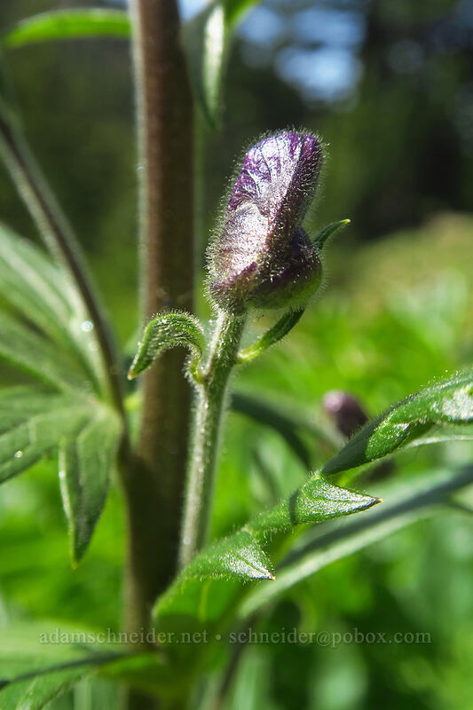 monkshood, budding (Aconitum columbianum) [Bean Creek Trail, Wenatchee National Forest, Kittitas County, Washington]